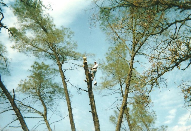 Pope Tree Service Photos & Videos – Pope Valley Tree